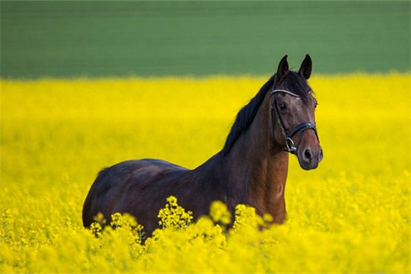吳大香的姓名打分結果_吳大香五行分析